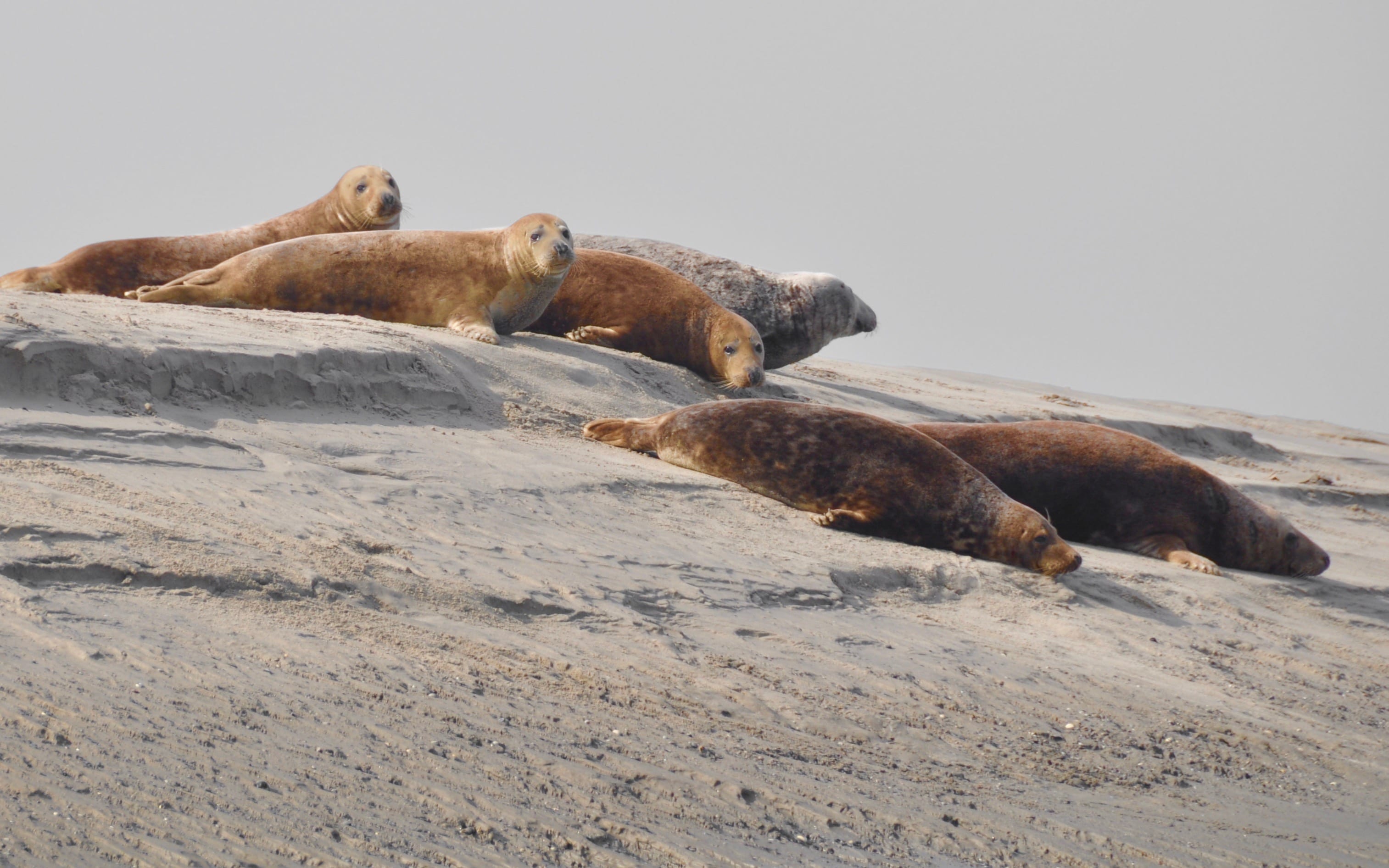Phouques de Baie de Somme